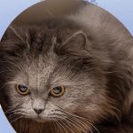 pidan® Cat Scratcher – Tissue box