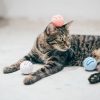 pidan® Toy Ball for Cats