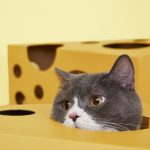Vetreska ® Cat Scratcher Box – Cheese Slice
