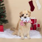 Fringe Studio Christmas Sloth Hanging On a Candycane Plush Squeaker Dog Toy