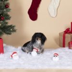 Fringe Studio Christmas Minis Santa Heads 3-Piece Plush Dog Toy Set
