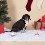 Fringe Studio Christmas Cupcakes 3-Piece Small Dog Toy