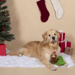 Fringe Studio Christmas Merry Sloth-Mas Plush Squeaker Dog Toy