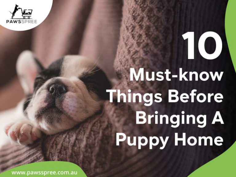 10 Must-know Things Before Bringing A Puppy Home