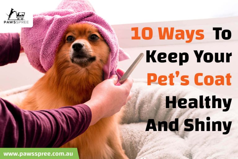 10 Ways To Keep Your Pet’s Coat Healthy And Shiny