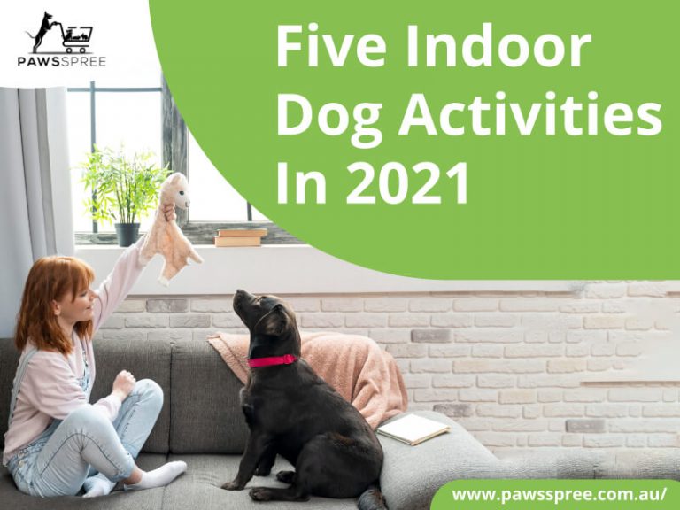 Five Indoor Dog Activities In 2021