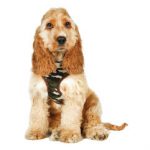 Urban Pup – Camouflage Harness