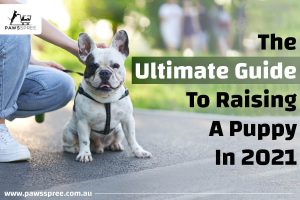 The Ultimate Guide To Raising A Puppy In 2021