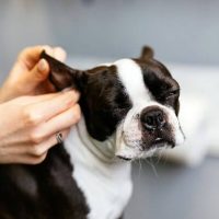 Dog-Ear-Plucking_-Necessary-Or-Harmful_-A-Guide-To-Dog-Ear-Care-720x405-1.jpg
