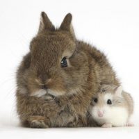 Rabbit and Hamster