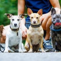 dogs-with-leash-and-owner-ready-to-go-for-a-walk-picture-id1025299656-1-min.jpg